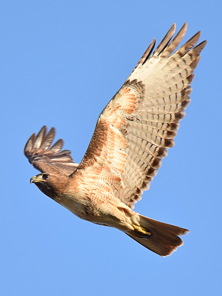 Hawk.jpg