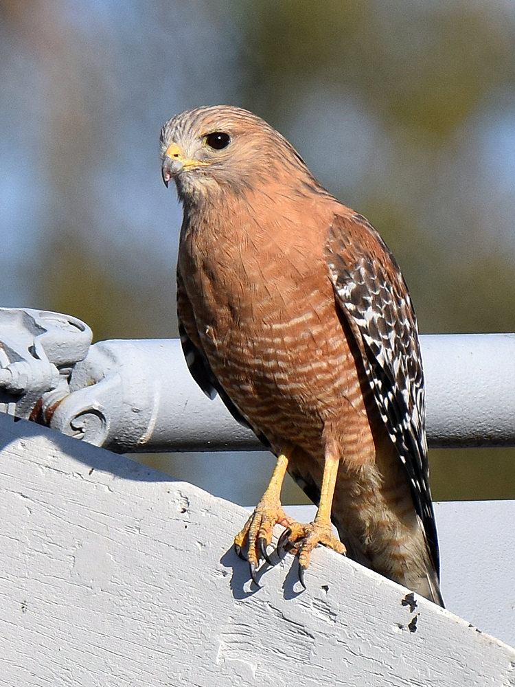Hawk.jpg