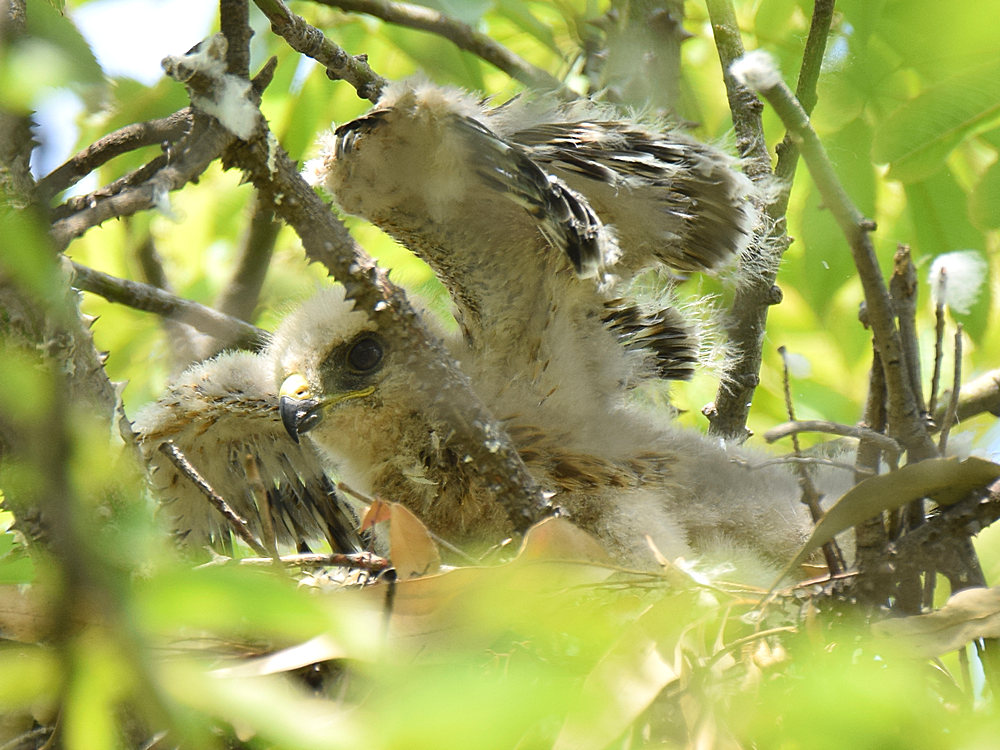 Hawk.jpg