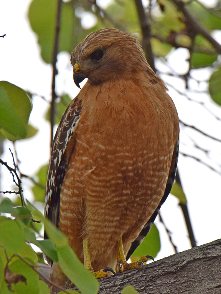 Hawk.jpg
