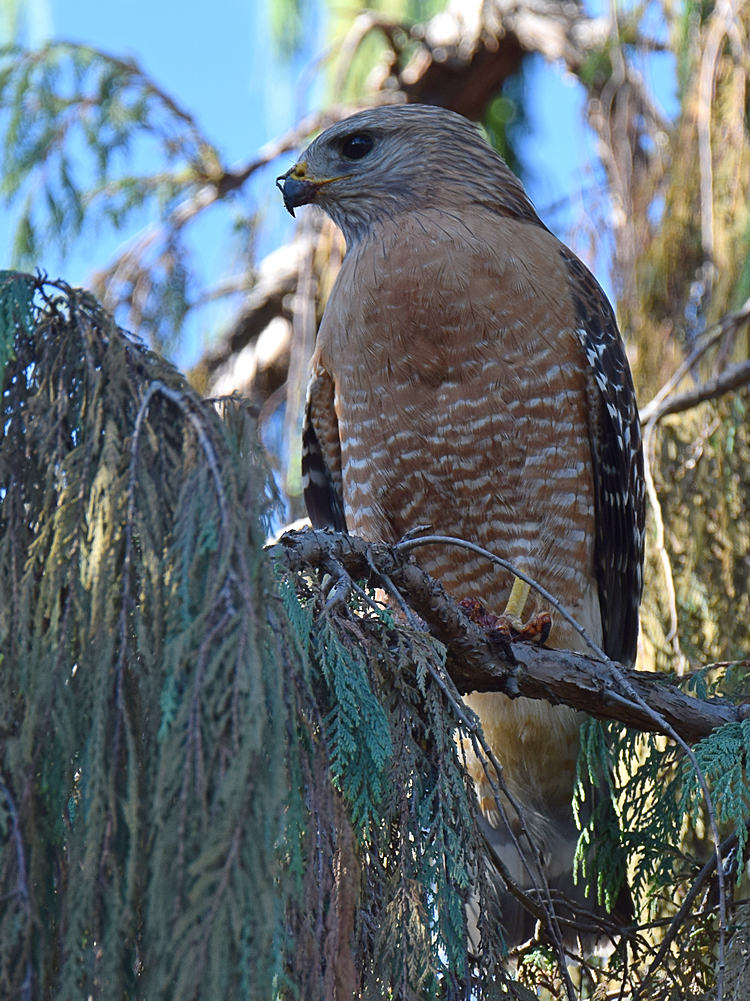 Hawk.jpg