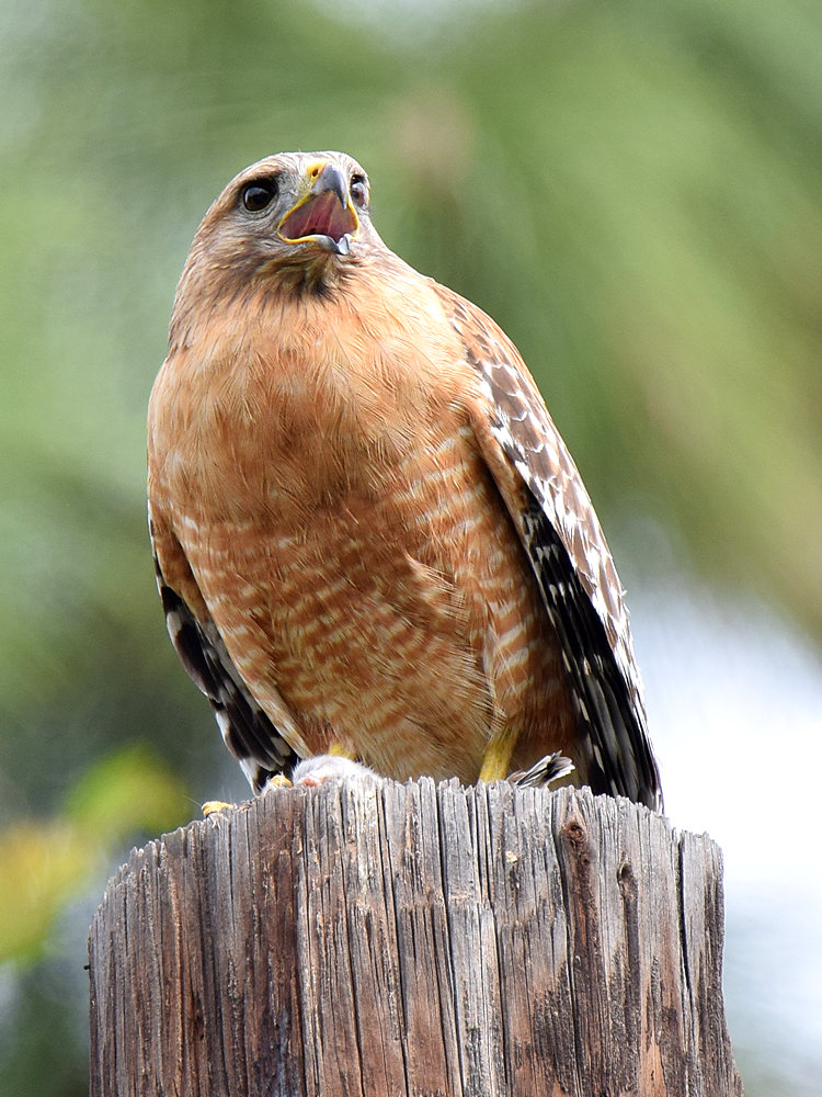 Hawk.jpg