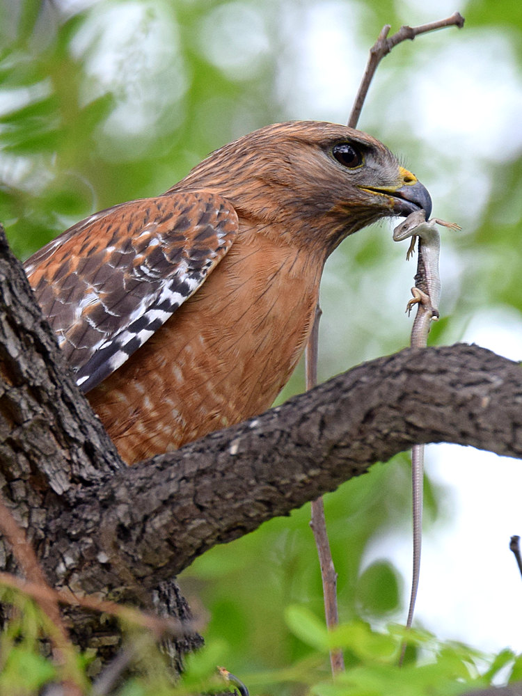Hawk.jpg
