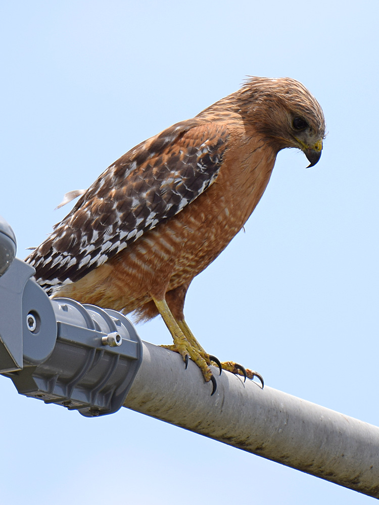 Hawk.jpg