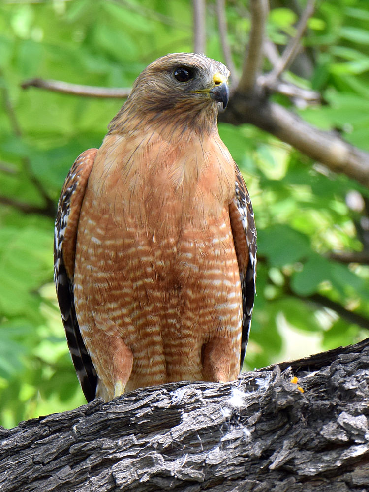 Hawk.jpg