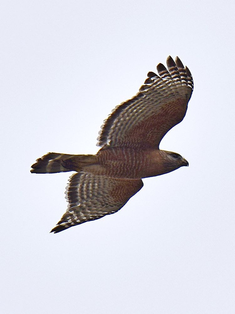 Hawk.jpg