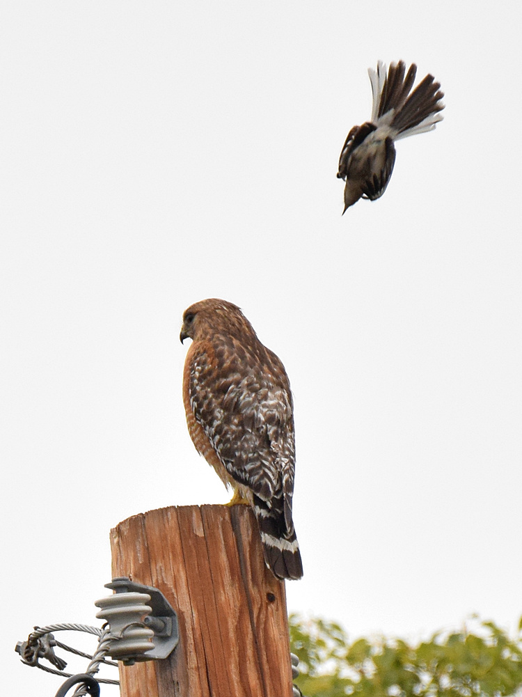 Hawk.jpg