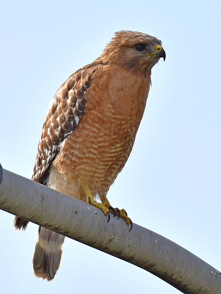 Hawk.jpg