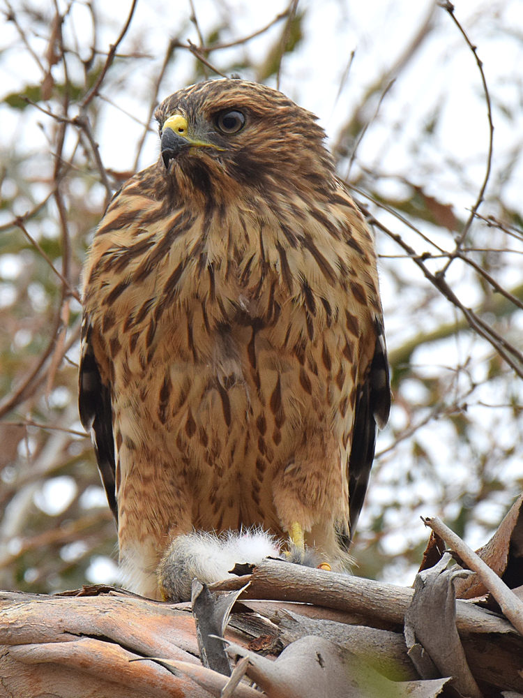 Hawk.jpg