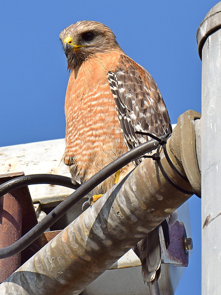 Hawk.jpg