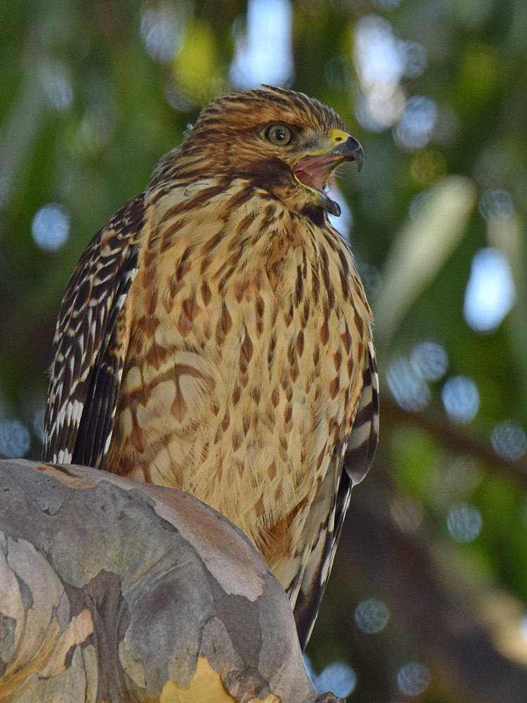 Hawk.jpg