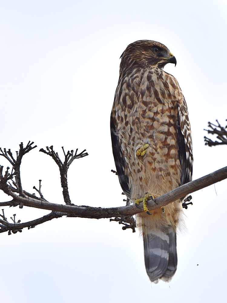 Hawk.jpg