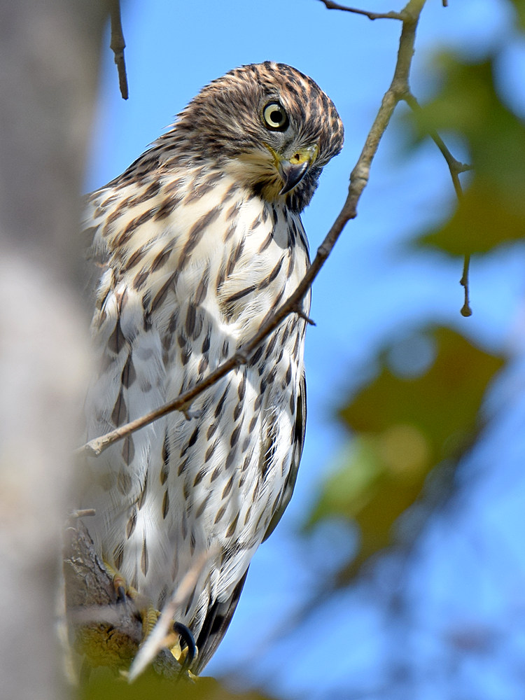 Hawk.jpg