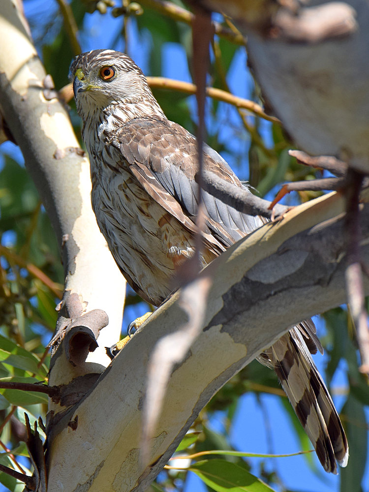 Hawk.jpg