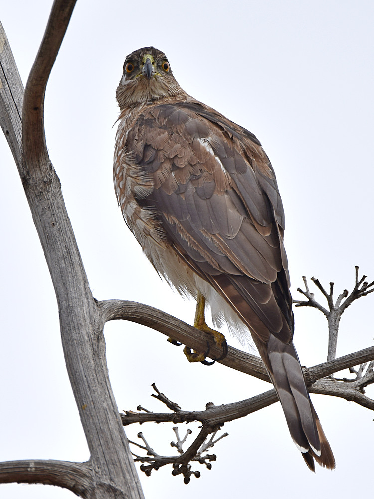 Hawk.jpg