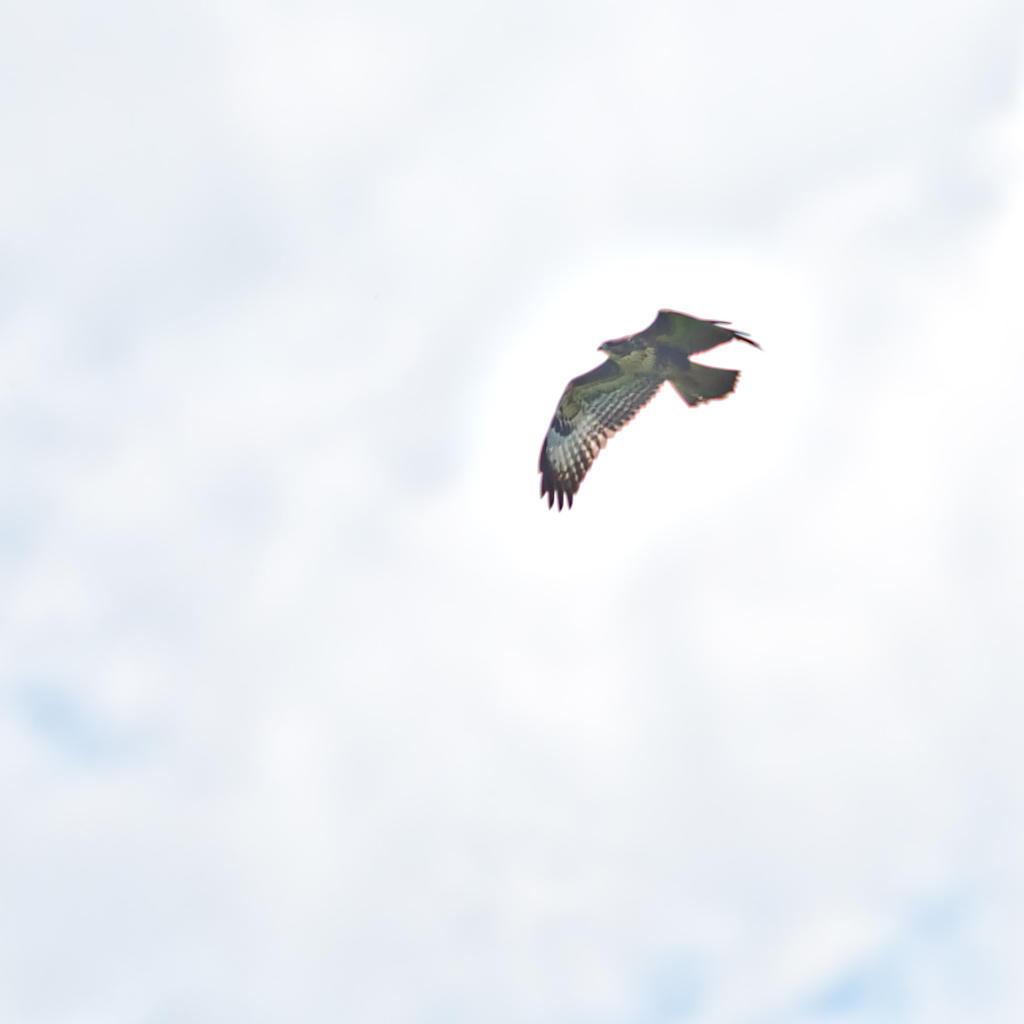 Hawk.jpg