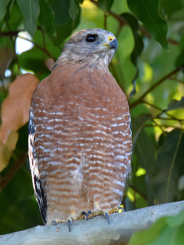 Hawk.jpg