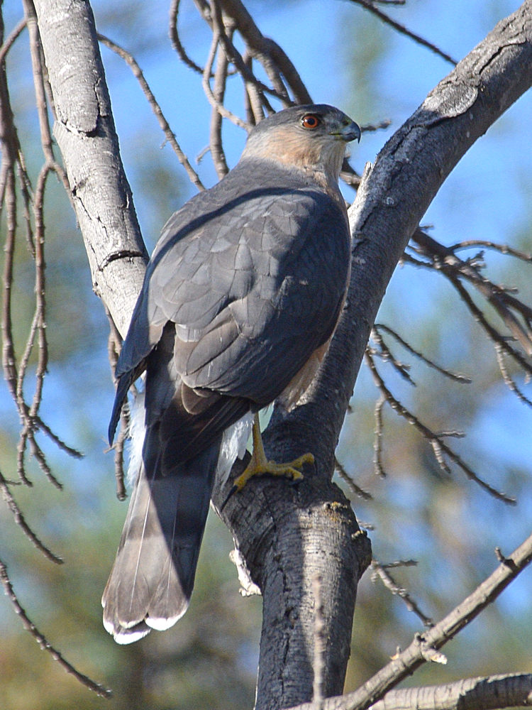 Hawk.jpg