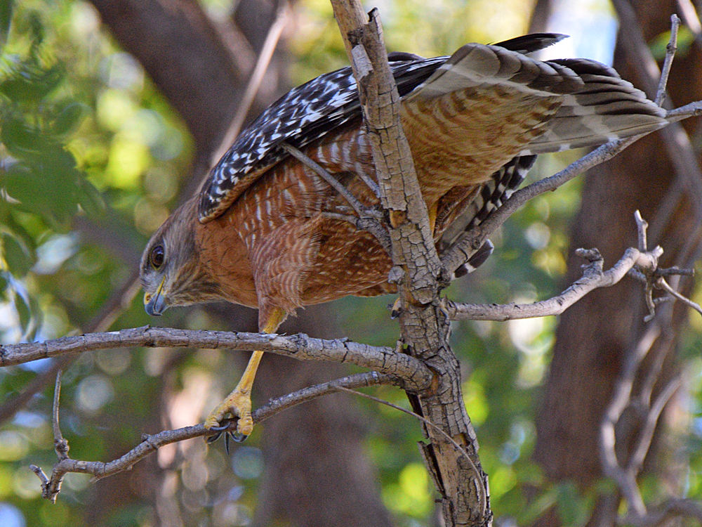 Hawk.jpg