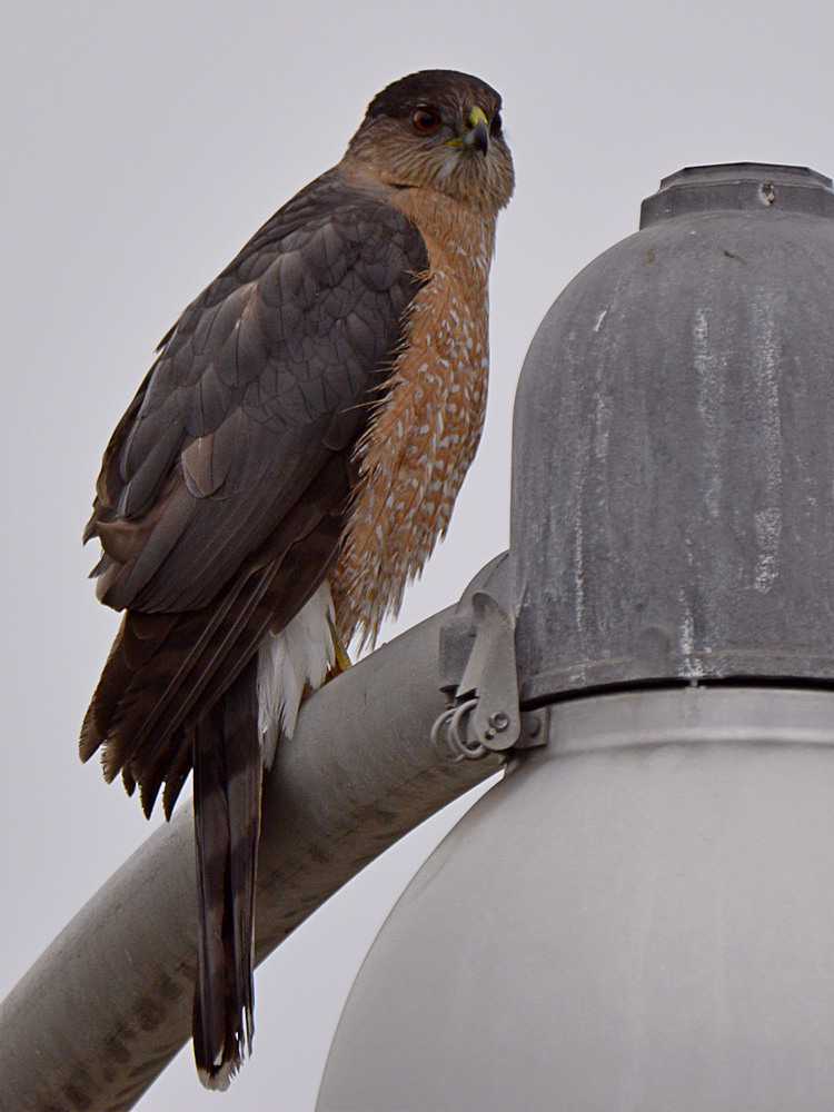 Hawk.jpg