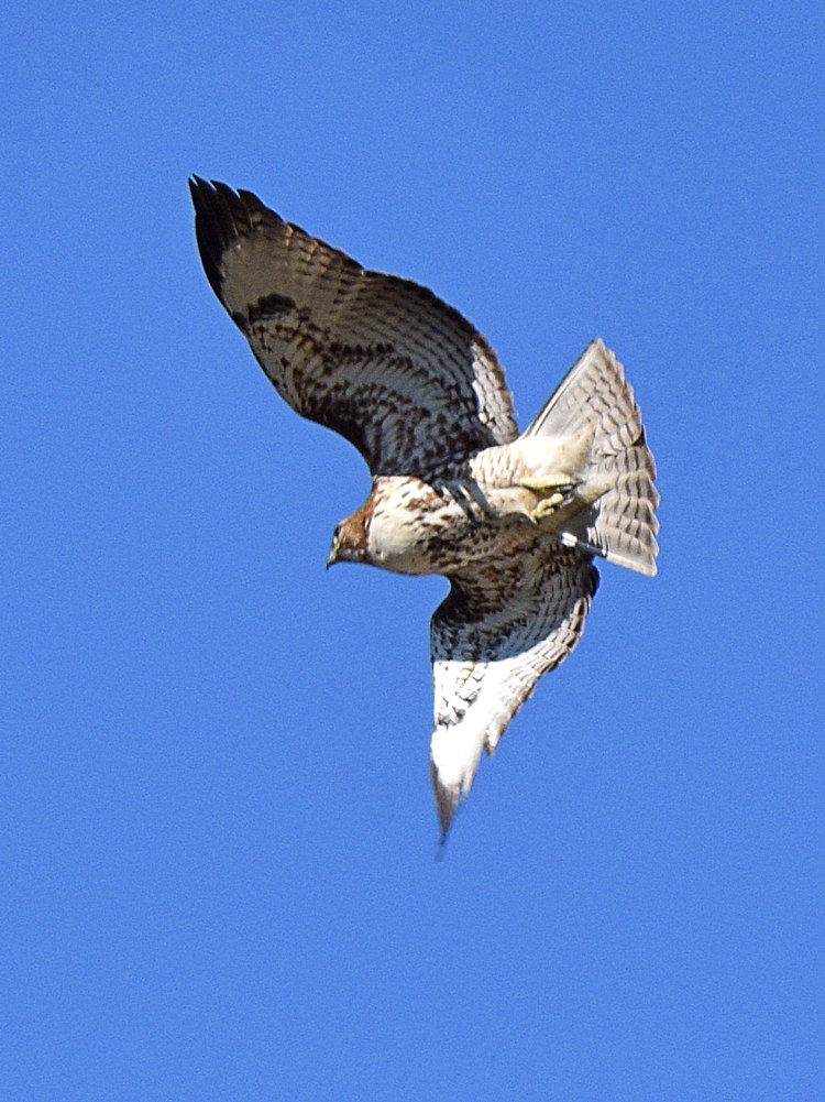 Hawk.jpg