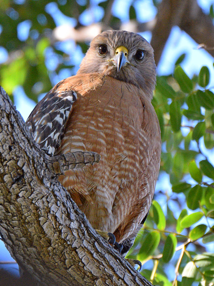 Hawk.jpg