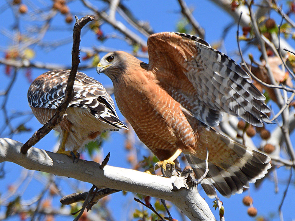 Hawk.jpg