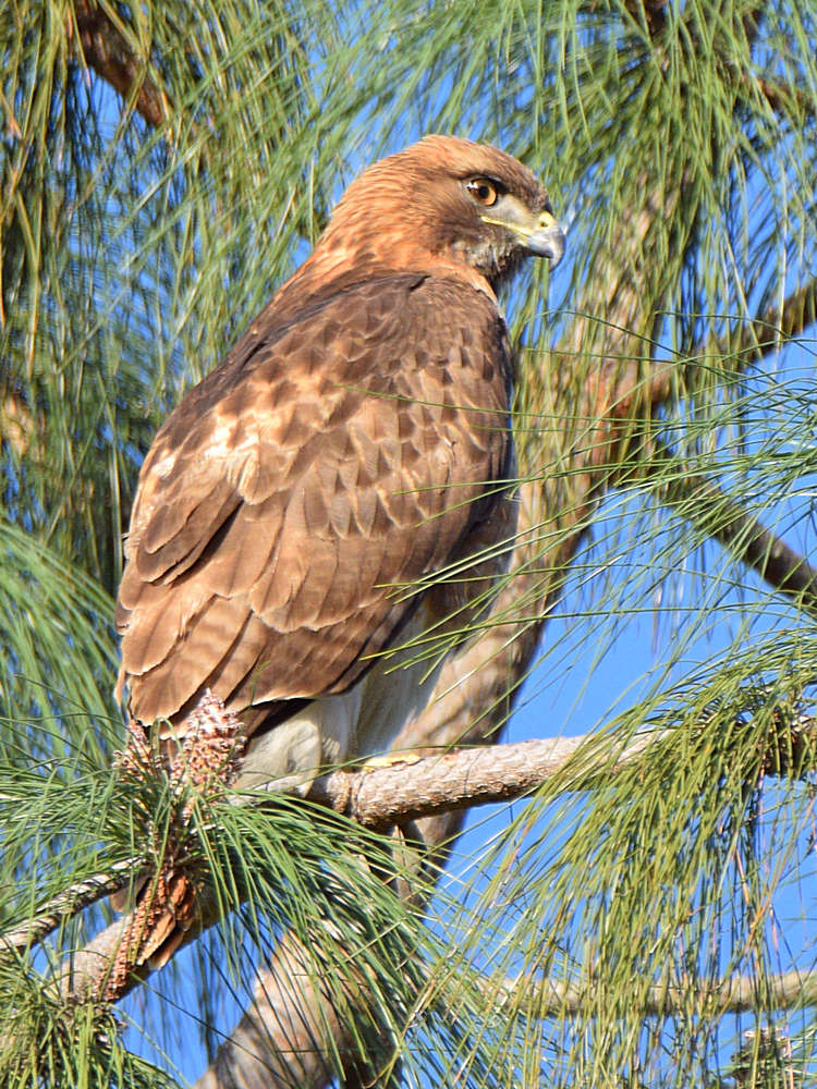 Hawk.jpg