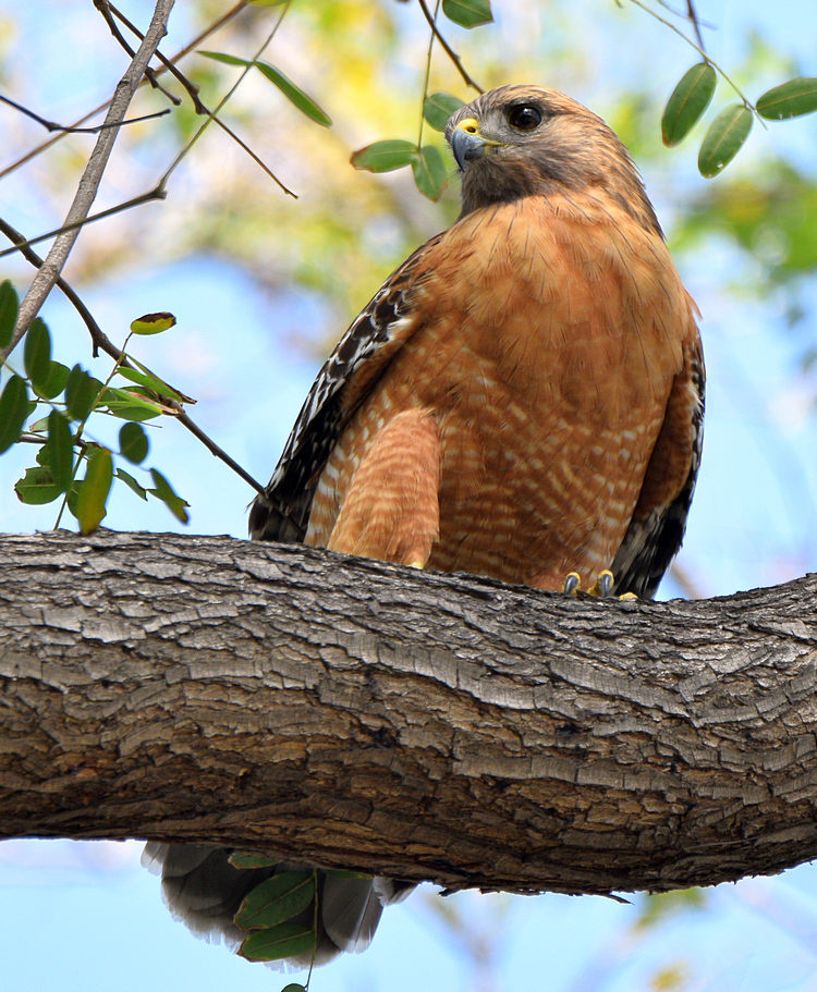 Hawk.jpg