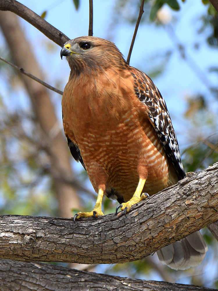Hawk.jpg