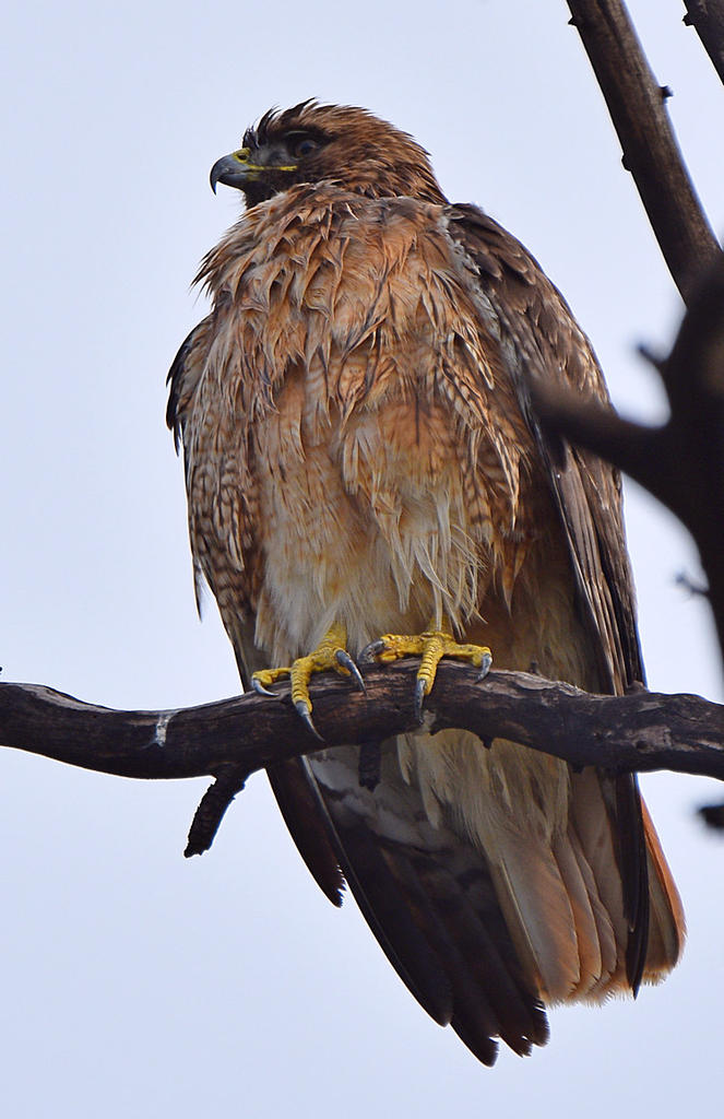 Hawk.jpg
