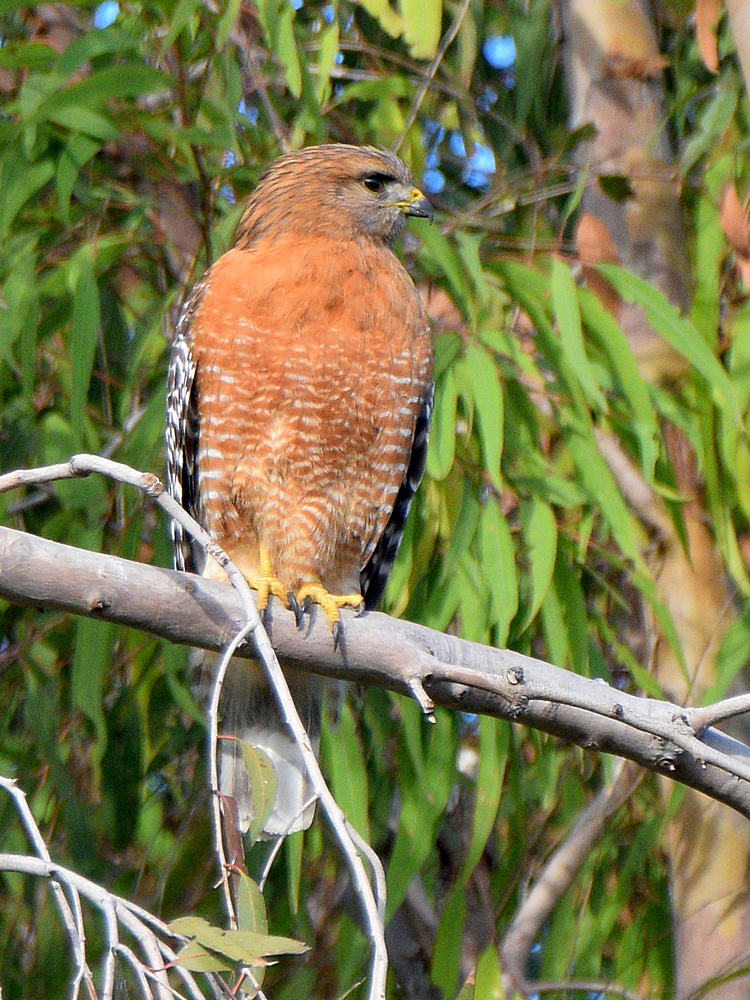 Hawk.jpg