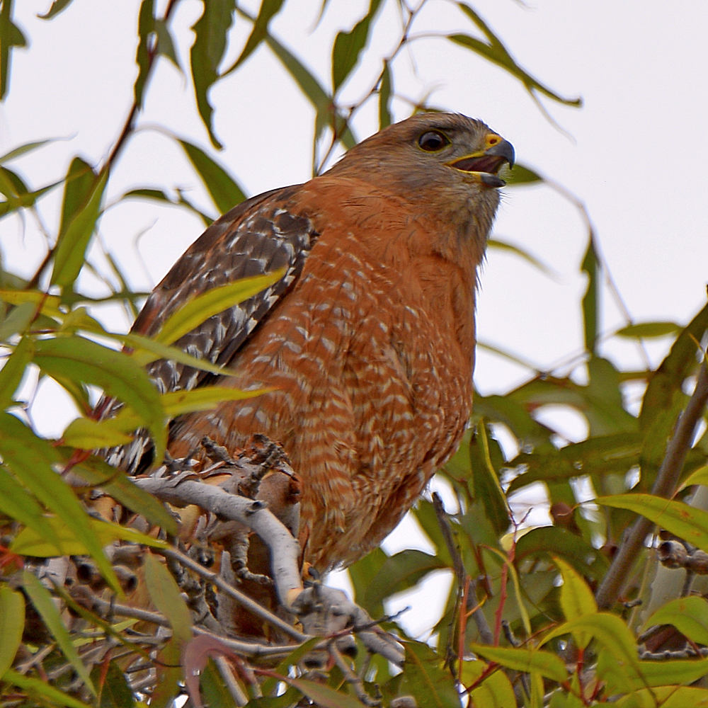 Hawk.jpg