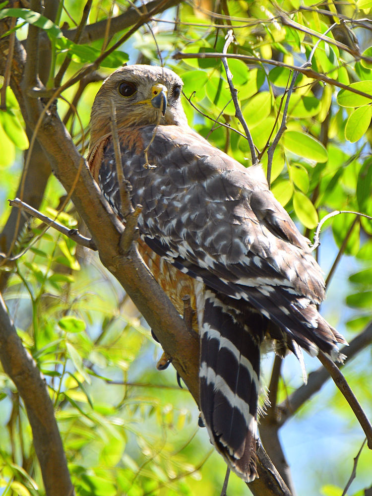 Hawk.jpg