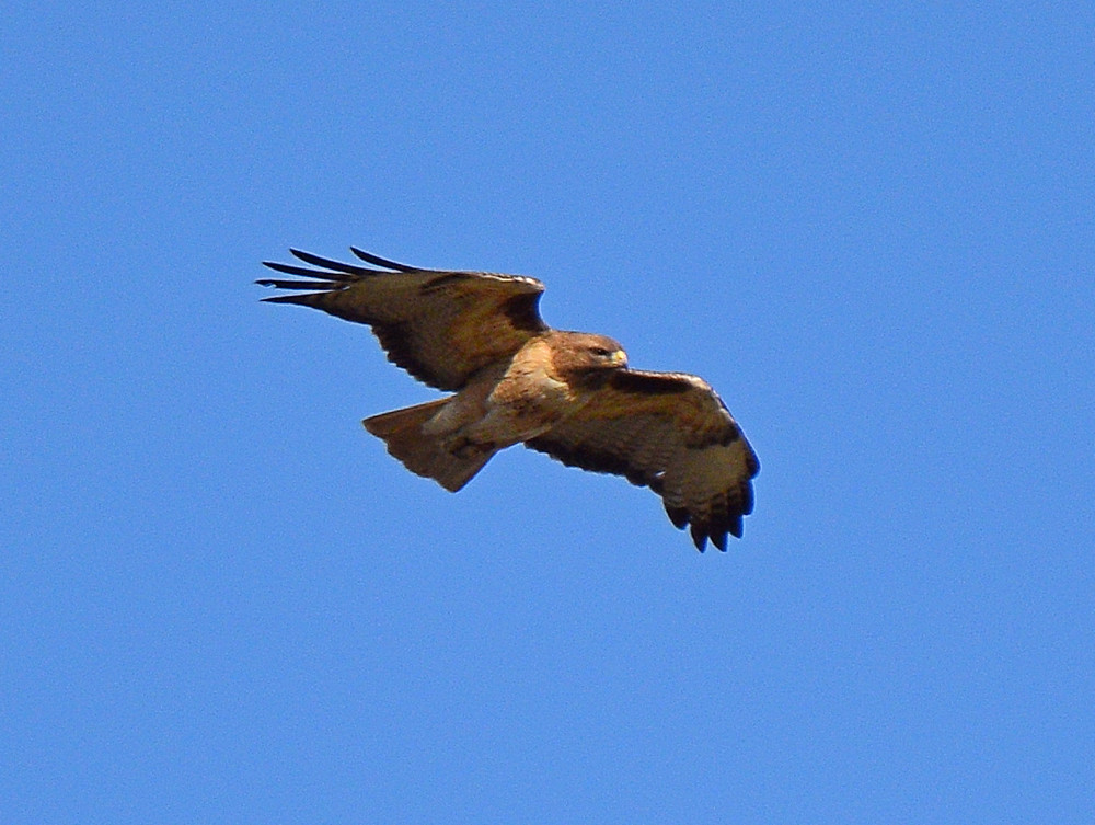 Hawk.jpg