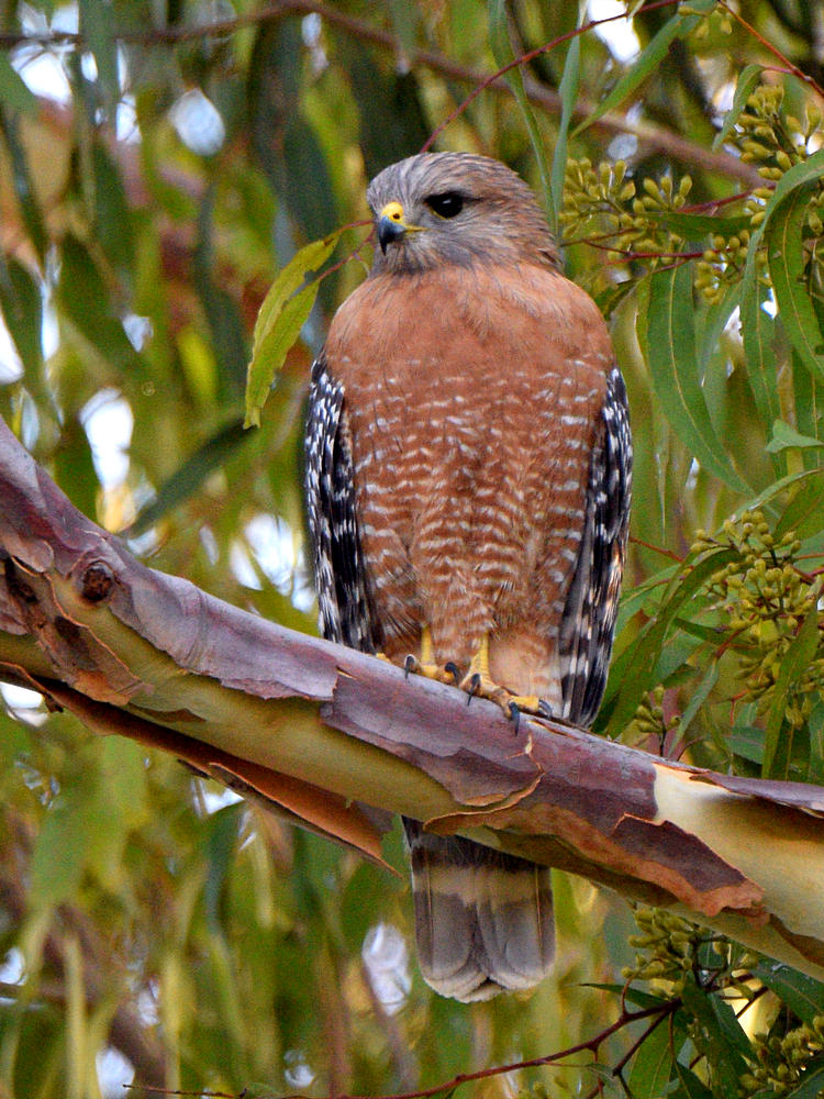 Hawk.jpg