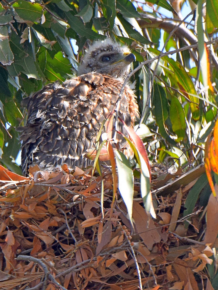 Hawk.jpg