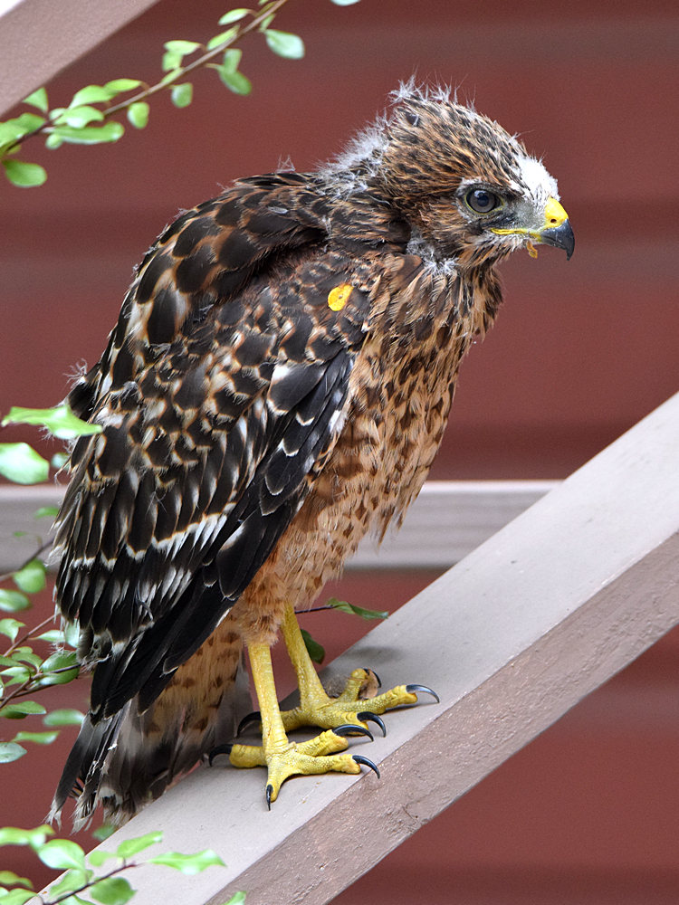 Hawk.jpg