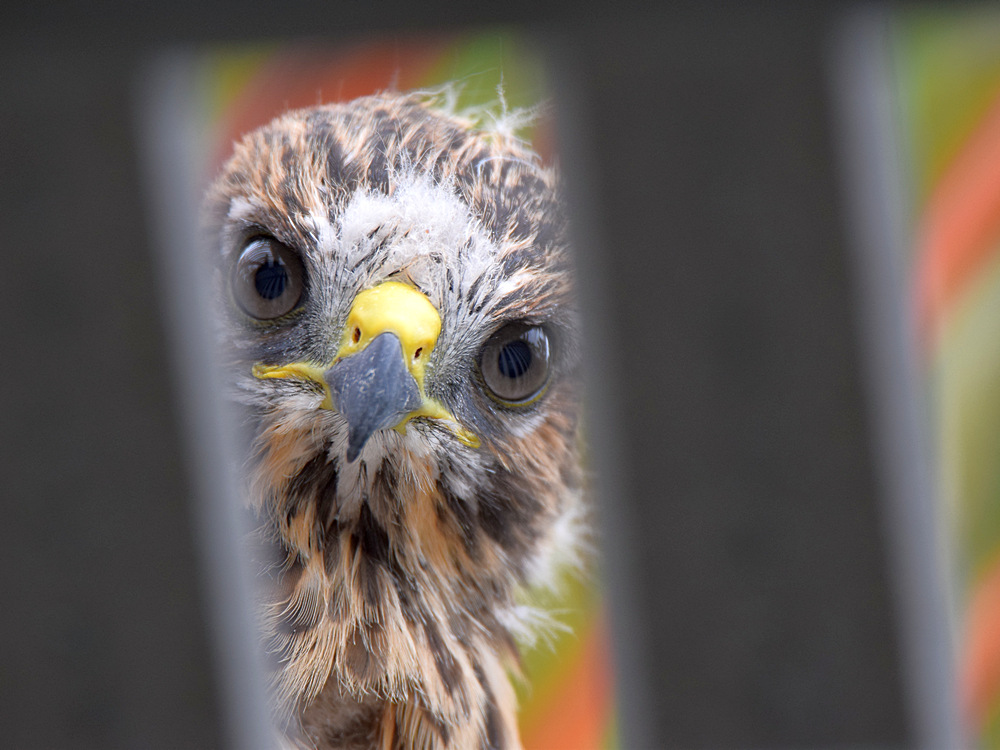 Hawk.jpg