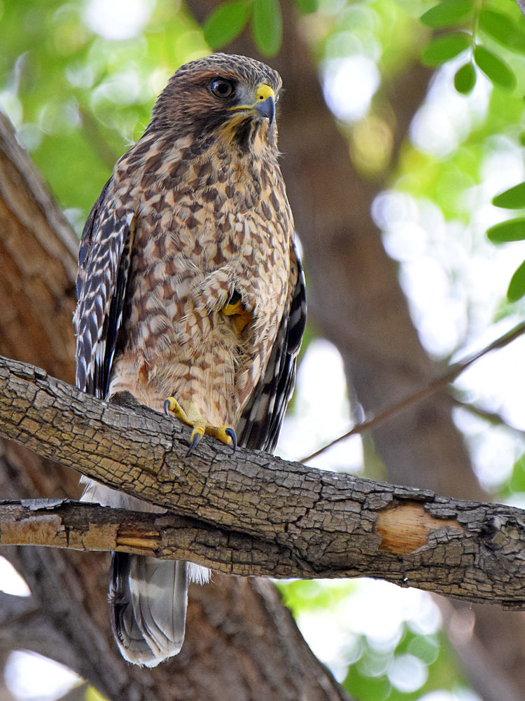 Hawk.jpg