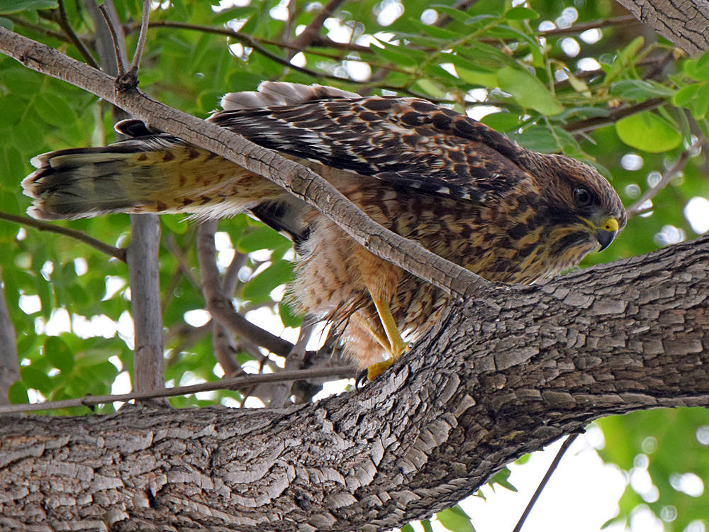 Hawk.jpg