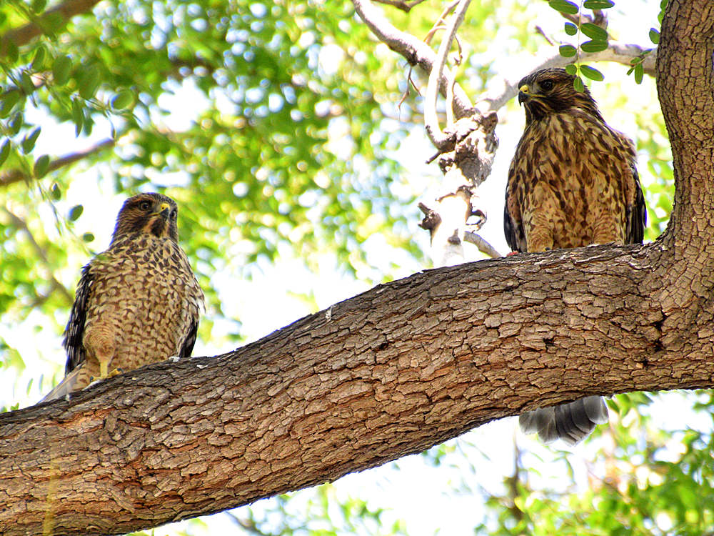 Hawk.jpg