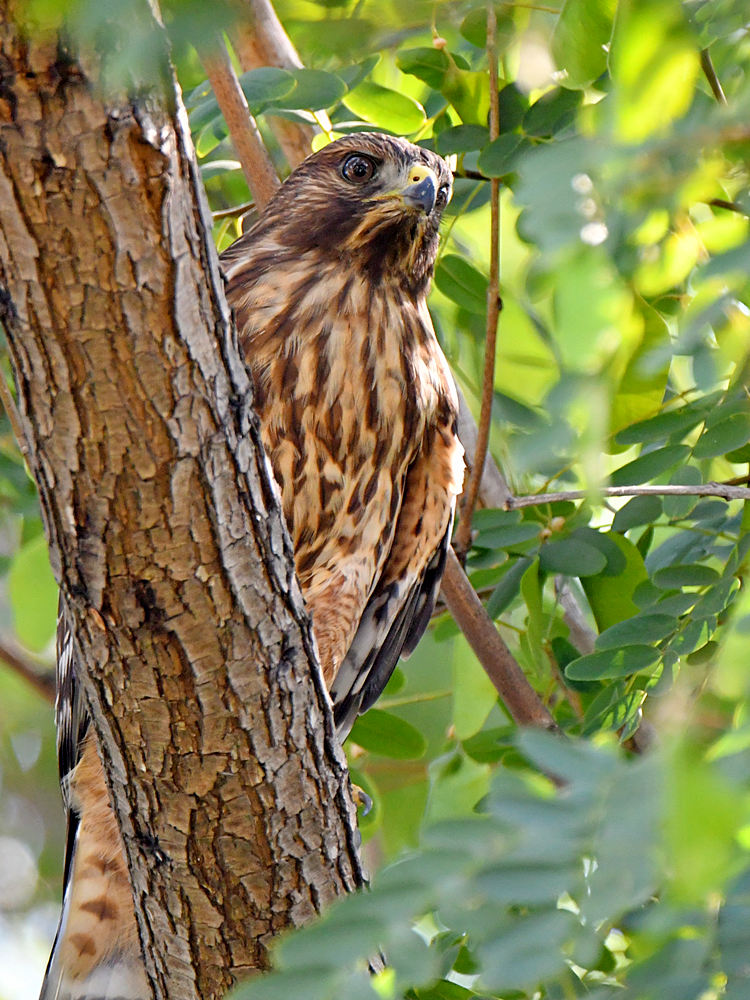 Hawk.jpg