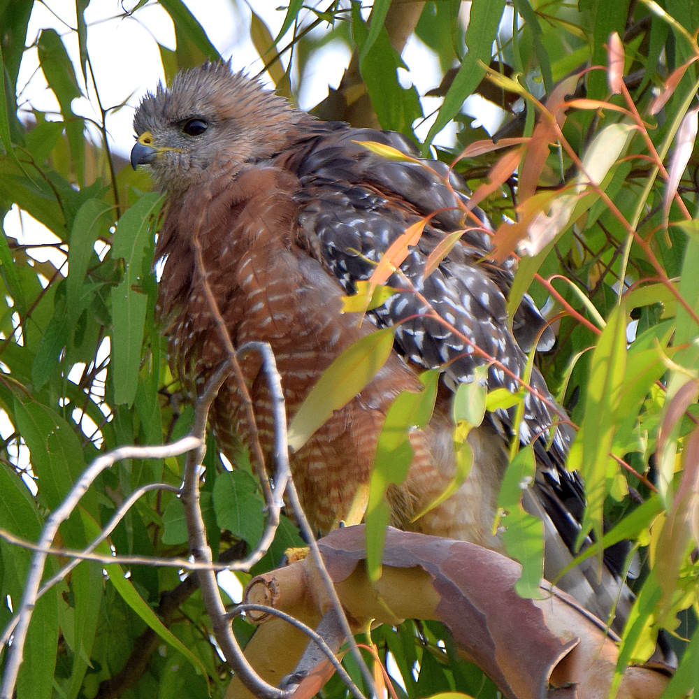 Hawk.jpg