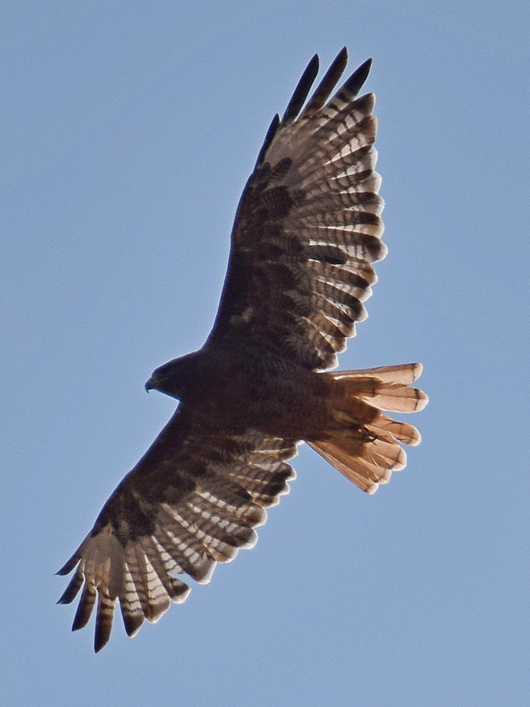 Hawk.jpg