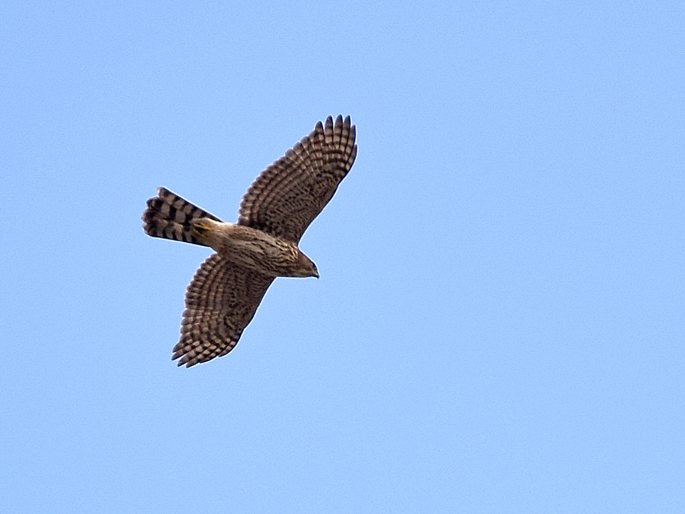 Hawk.jpg