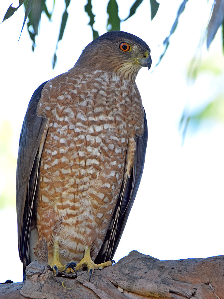 Hawk.jpg