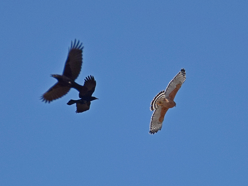 Hawk.jpg
