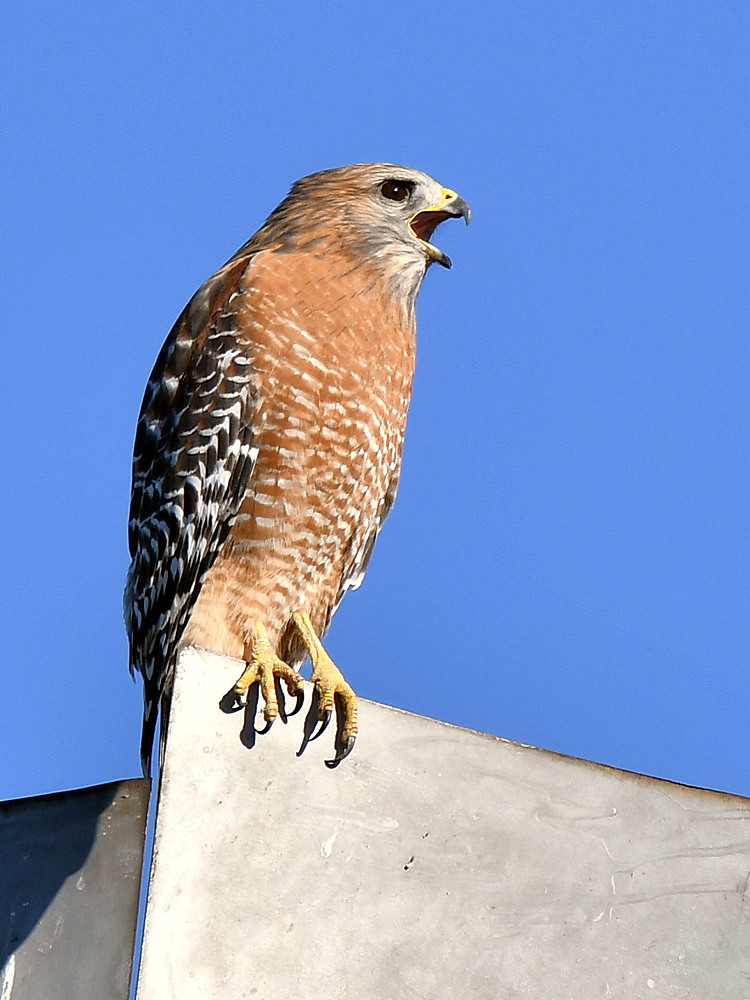 Hawk.jpg