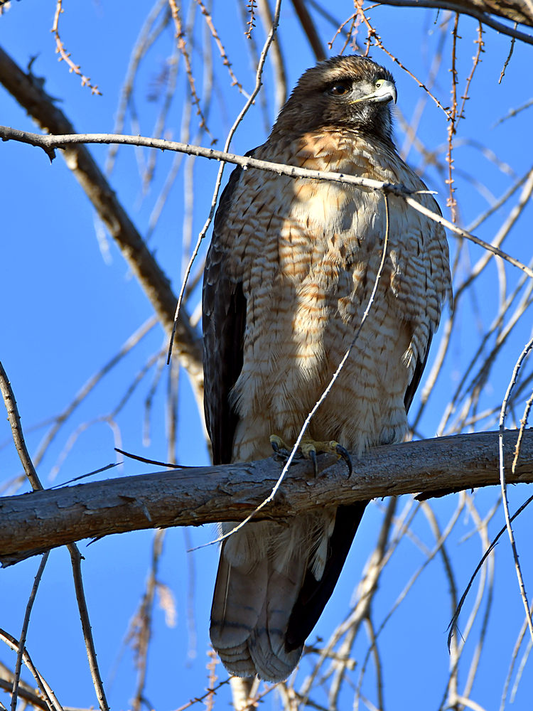 Hawk.jpg
